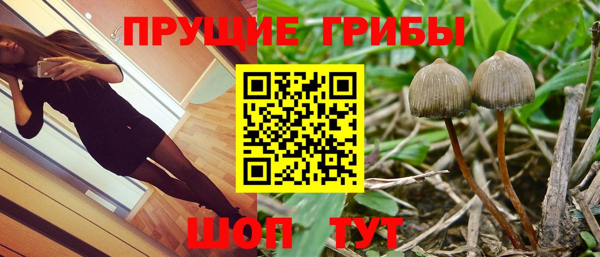 Псилоцибиновые грибы Psilocybe  Вход с VPN  Учалы 